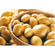 POTATO PAKISTAN