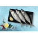 SCAD - KANAMEEN FISH