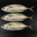 MULLEN BIG KUWAIT  1 KGS